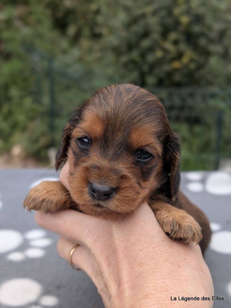 de la légende des elfes - Chiots disponibles - Teckel poil long
