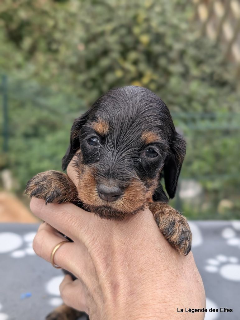 de la légende des elfes - Chiots disponibles - Teckel poil long