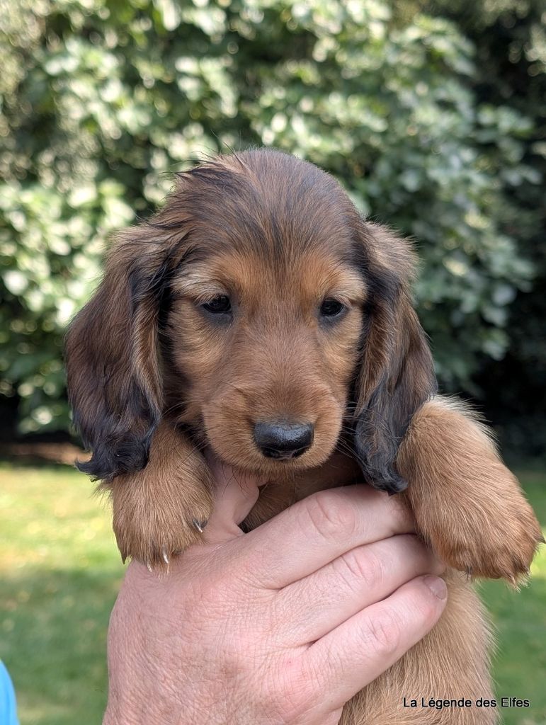 de la légende des elfes - Chiots disponibles - Teckel poil long