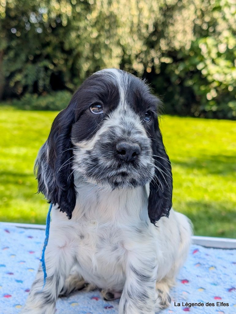 de la légende des elfes - Chiots disponibles - Cocker Spaniel Anglais