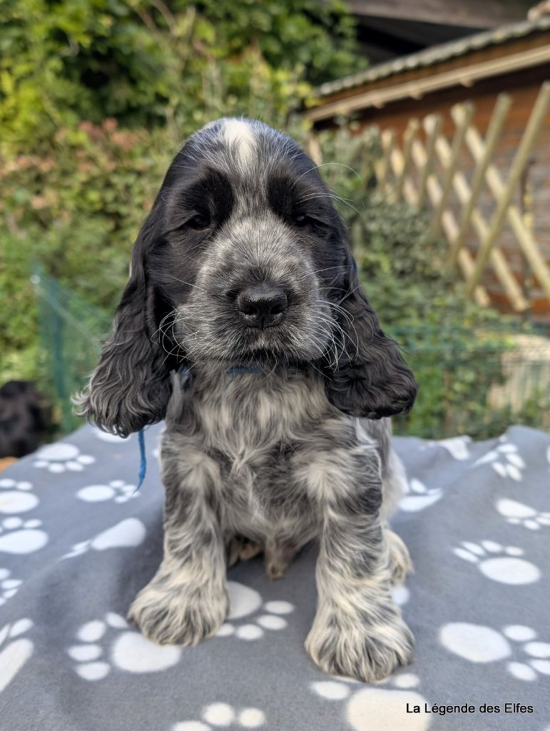 de la légende des elfes - Chiots disponibles - Cocker Spaniel Anglais