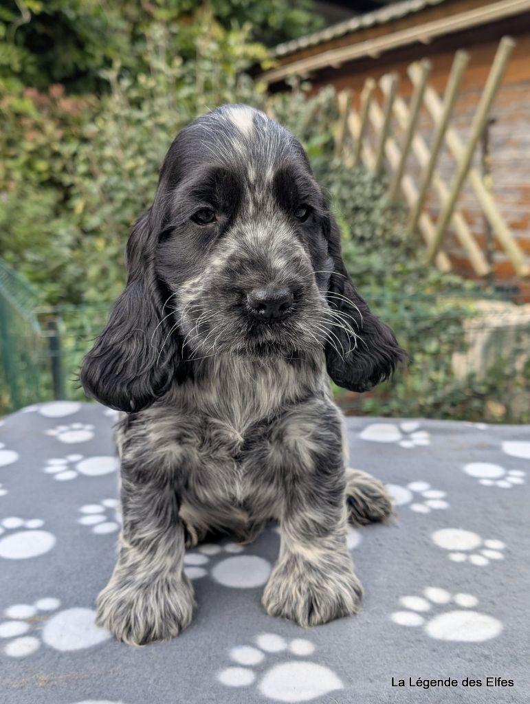 de la légende des elfes - Chiots disponibles - Cocker Spaniel Anglais