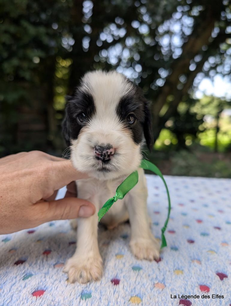 de la légende des elfes - Chiots disponibles - Cocker Spaniel Anglais