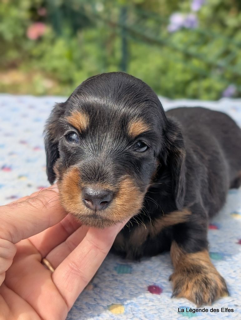 de la légende des elfes - Chiots disponibles - Teckel poil long