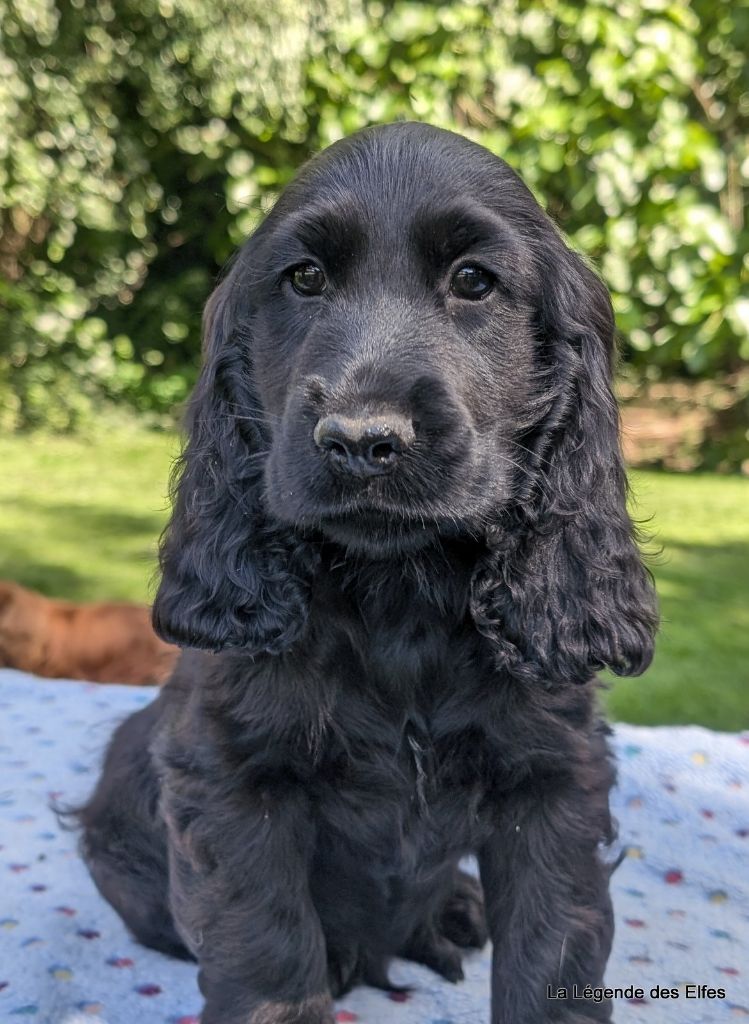 de la légende des elfes - Chiots disponibles - Cocker Spaniel Anglais