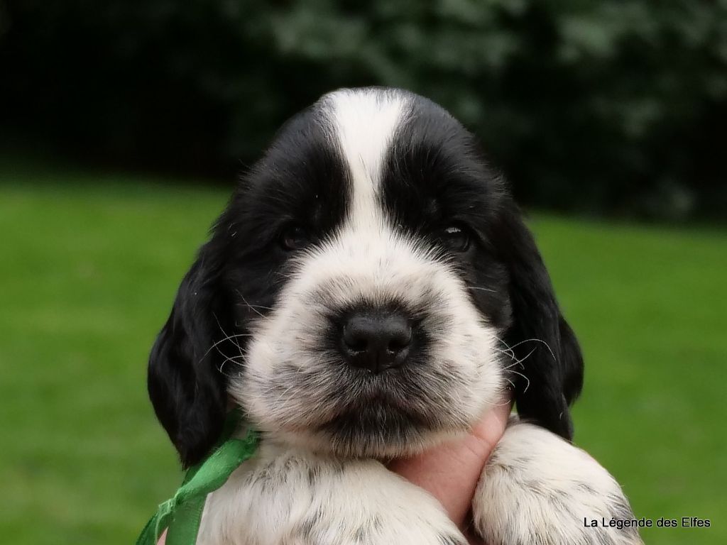 de la légende des elfes - Chiots disponibles - Cocker Spaniel Anglais