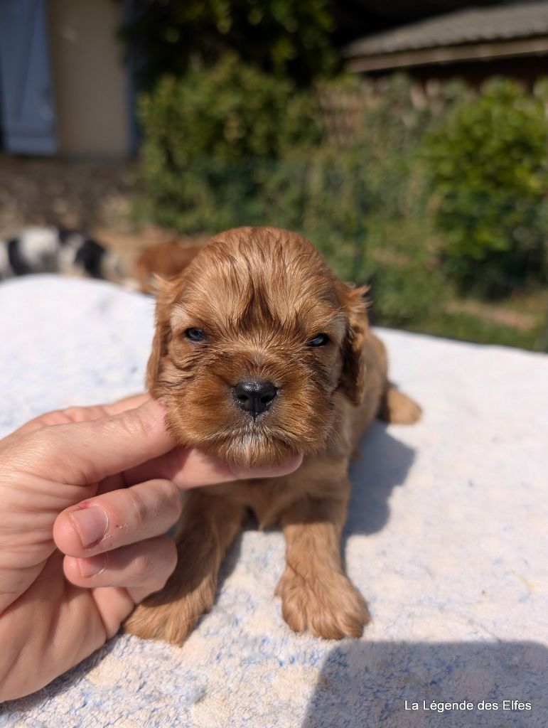 de la légende des elfes - Chiots disponibles - Cavalier King Charles Spaniel