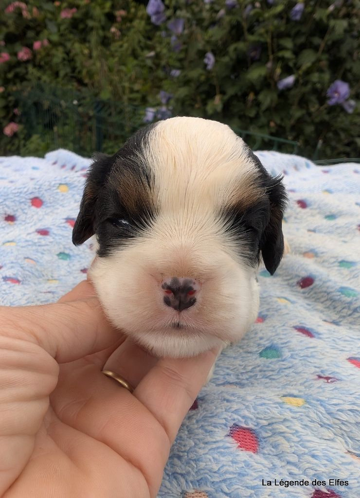 de la légende des elfes - Chiots disponibles - Cavalier King Charles Spaniel