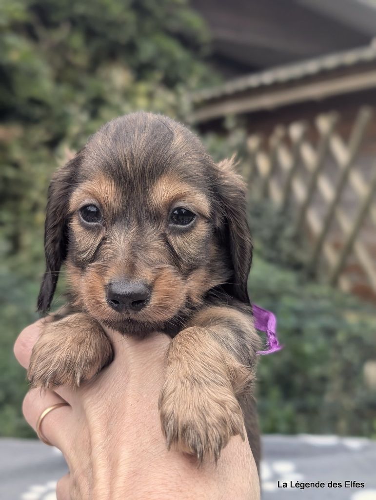 de la légende des elfes - Chiots disponibles - Teckel poil long