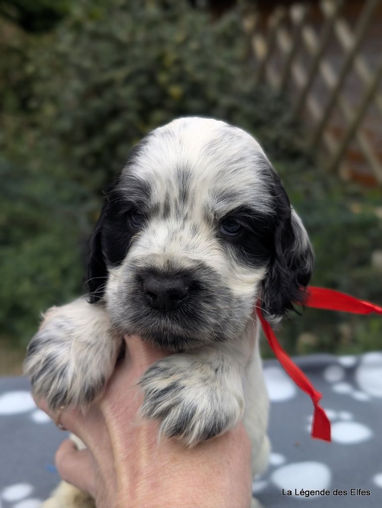 de la légende des elfes - Chiots disponibles - Cocker Spaniel Anglais