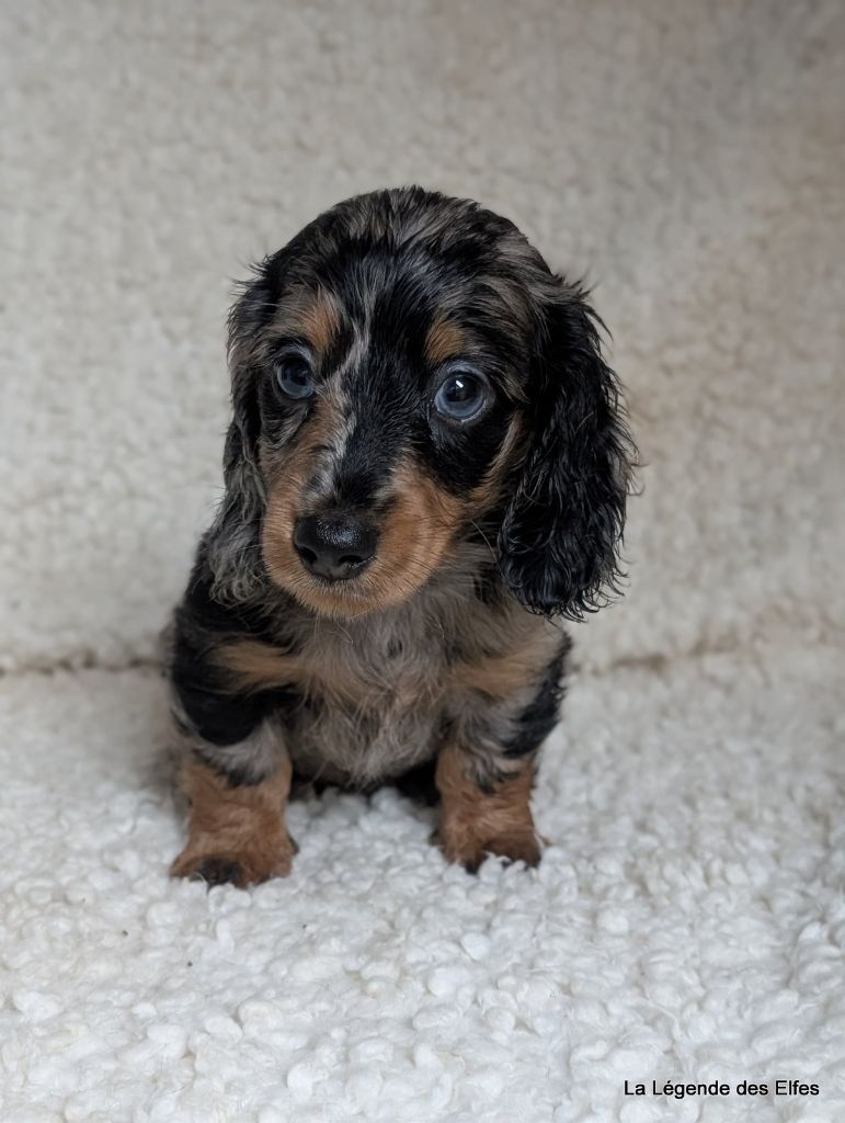 de la légende des elfes - Chiots disponibles - Teckel poil long