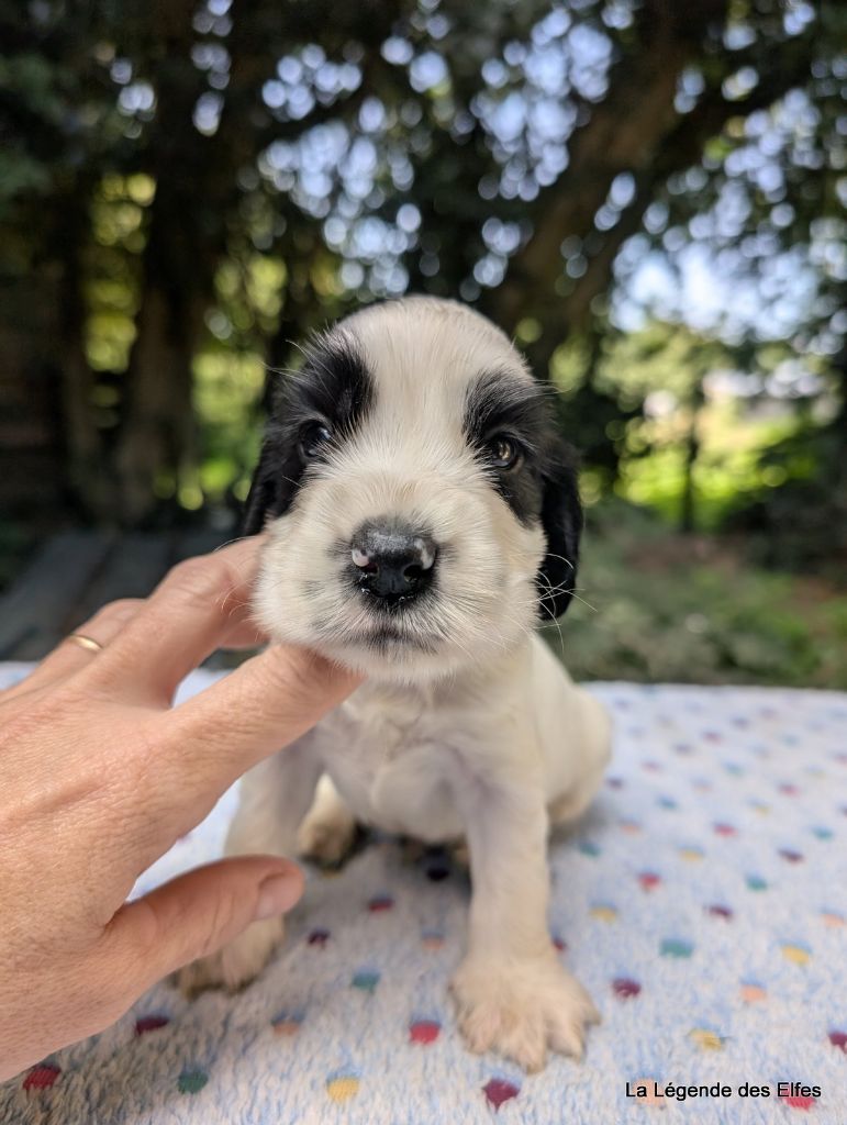 de la légende des elfes - Chiots disponibles - Cocker Spaniel Anglais