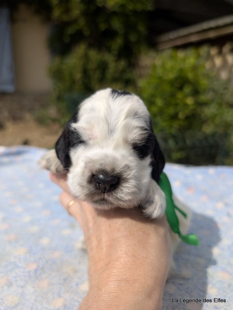 de la légende des elfes - Chiots disponibles - Cocker Spaniel Anglais