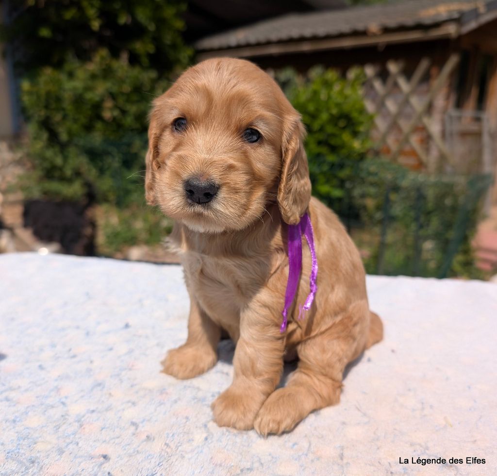 de la légende des elfes - Chiots disponibles - Cocker Spaniel Anglais