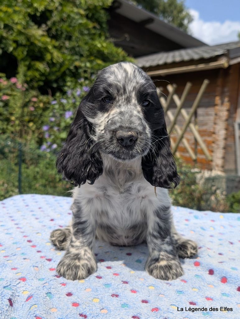 de la légende des elfes - Chiots disponibles - Cocker Spaniel Anglais