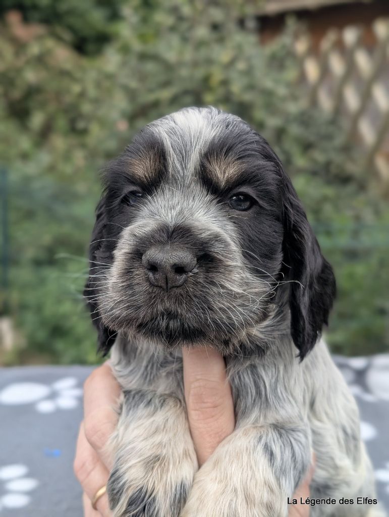 de la légende des elfes - Chiots disponibles - Cocker Spaniel Anglais