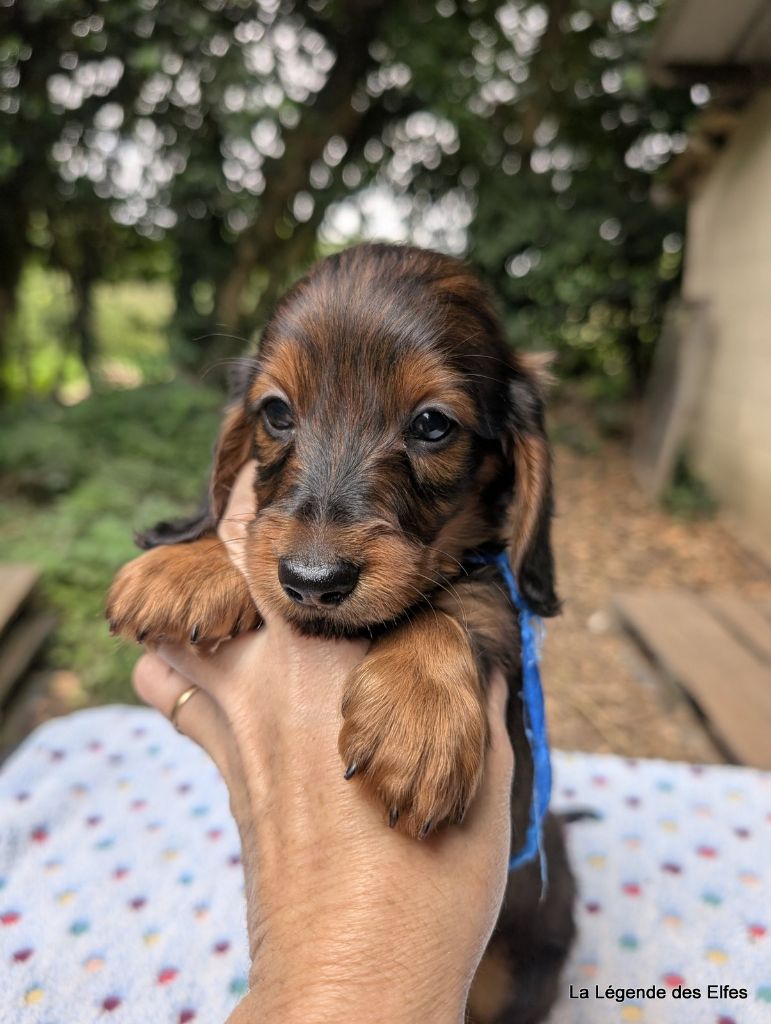 de la légende des elfes - Chiots disponibles - Teckel poil long