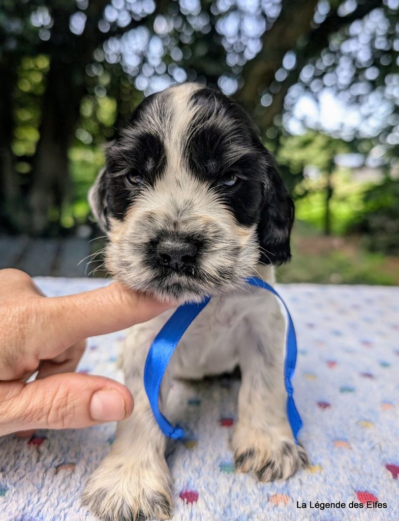 de la légende des elfes - Chiots disponibles - Cocker Spaniel Anglais