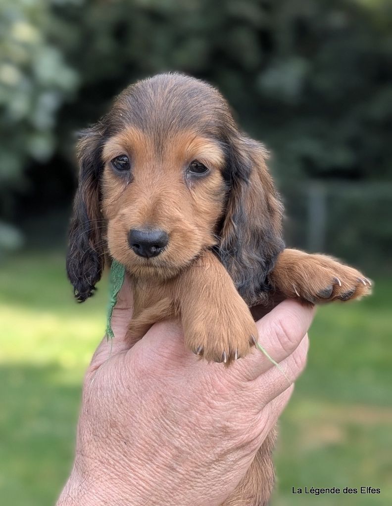 de la légende des elfes - Chiots disponibles - Teckel poil long