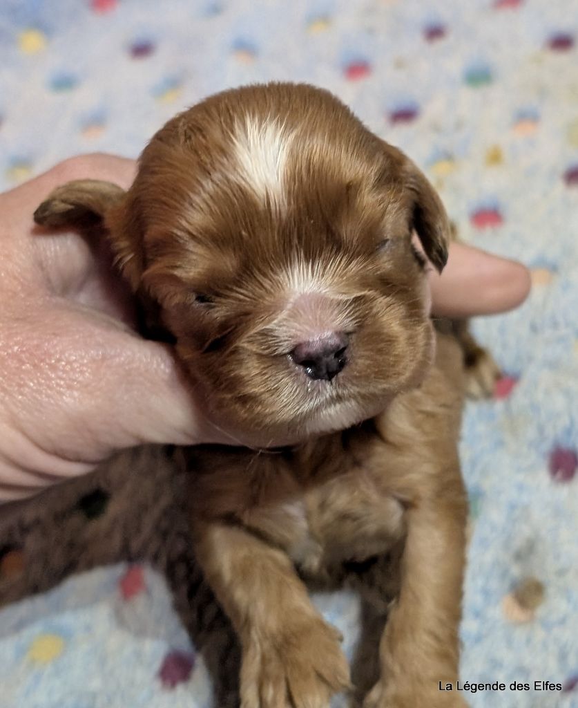 de la légende des elfes - Chiots disponibles - Cavalier King Charles Spaniel