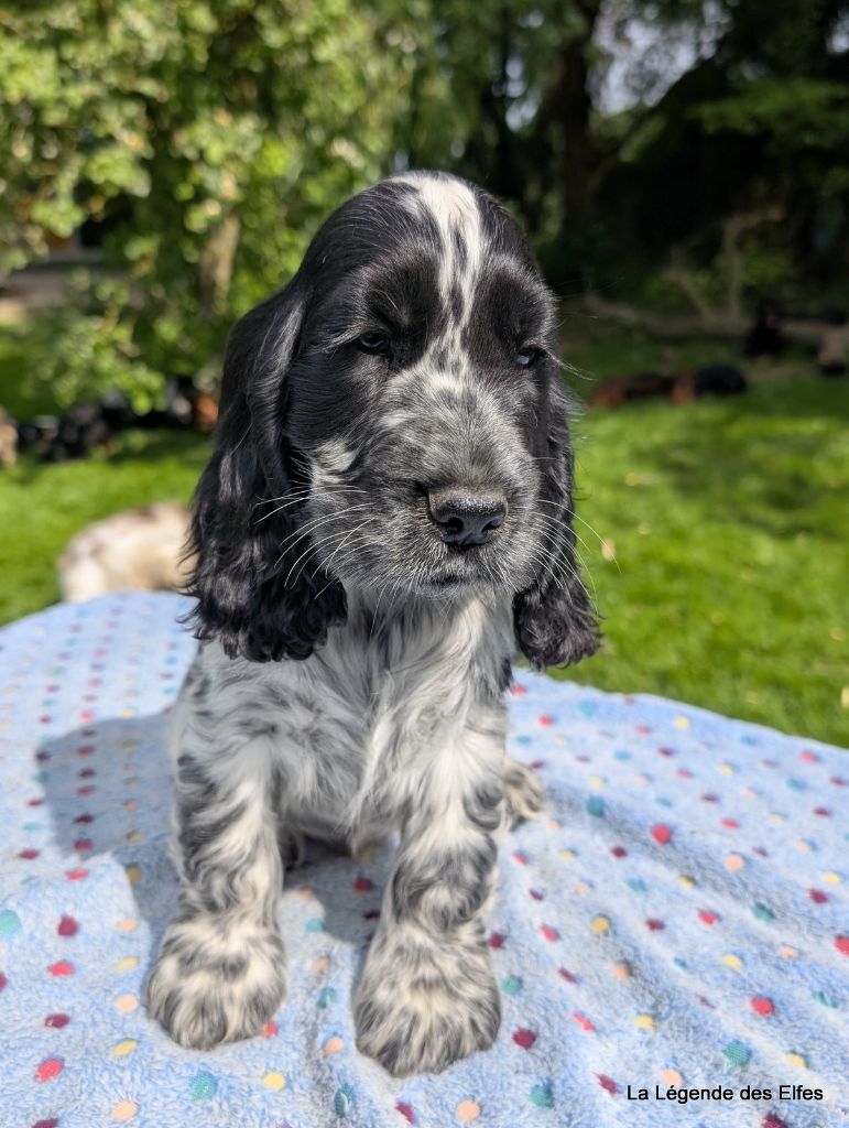 de la légende des elfes - Chiots disponibles - Cocker Spaniel Anglais