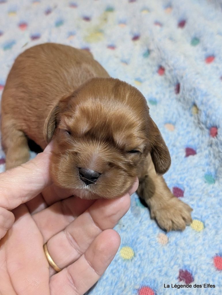de la légende des elfes - Chiots disponibles - Cavalier King Charles Spaniel