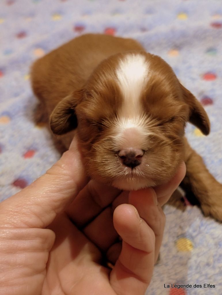 de la légende des elfes - Chiots disponibles - Cavalier King Charles Spaniel