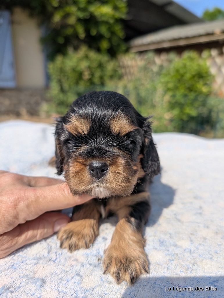 de la légende des elfes - Chiots disponibles - Cavalier King Charles Spaniel