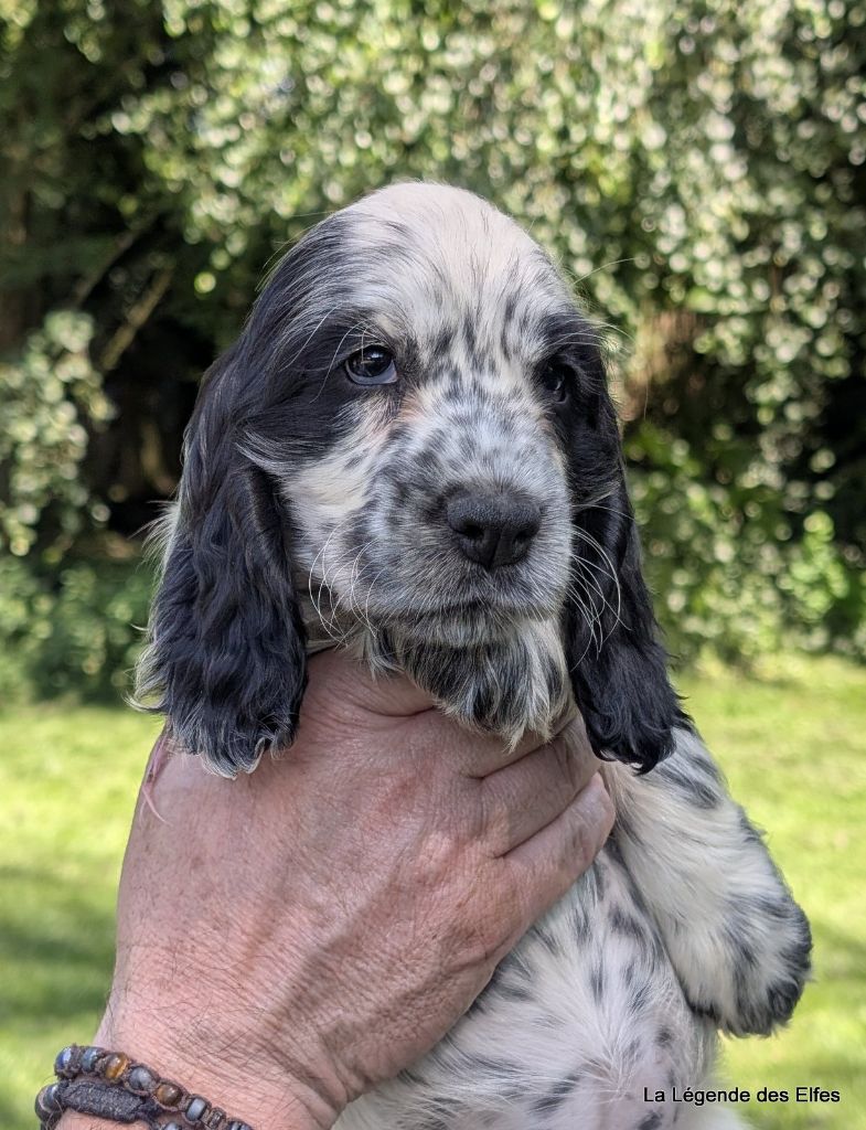 de la légende des elfes - Chiots disponibles - Cocker Spaniel Anglais