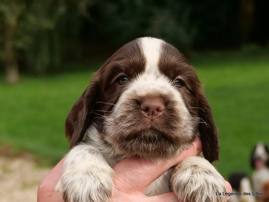 de la légende des elfes - Chiots disponibles - Cocker Spaniel Anglais