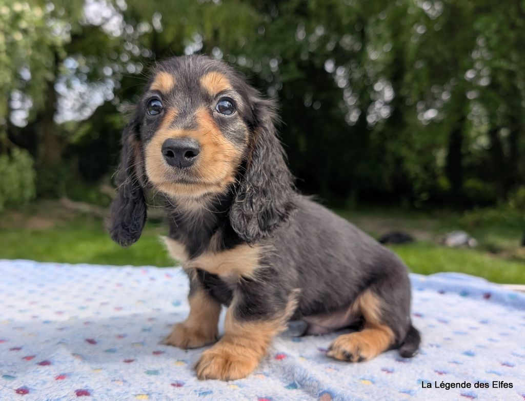 de la légende des elfes - Chiots disponibles - Teckel poil long