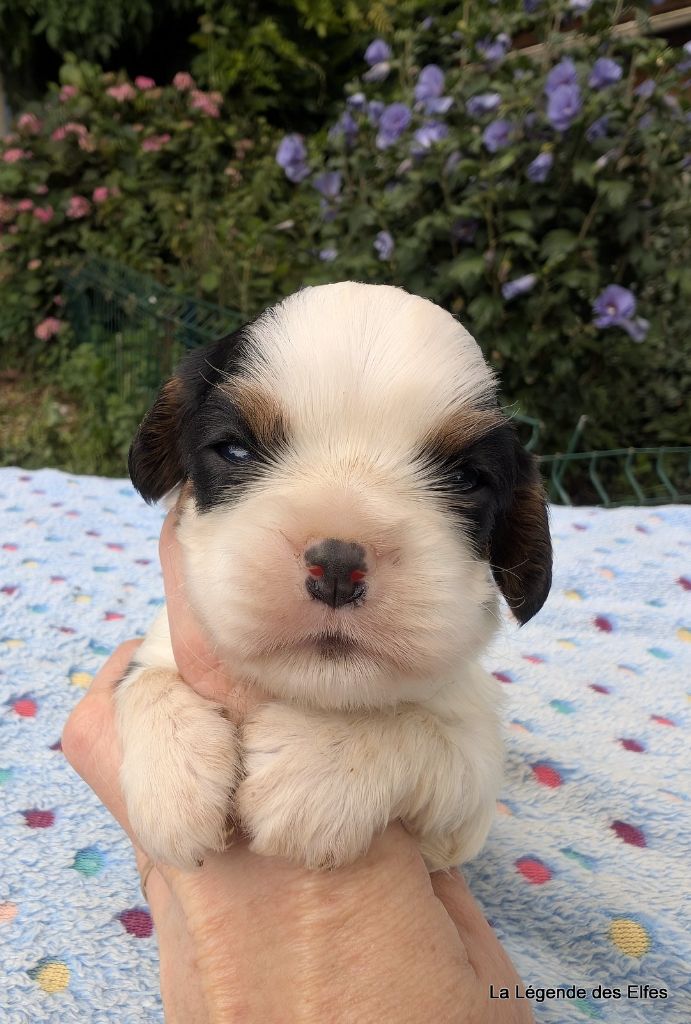 de la légende des elfes - Chiots disponibles - Cavalier King Charles Spaniel