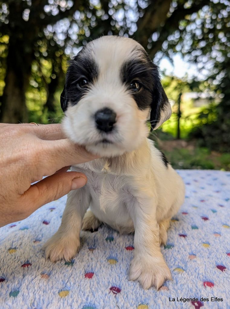 de la légende des elfes - Chiots disponibles - Cocker Spaniel Anglais