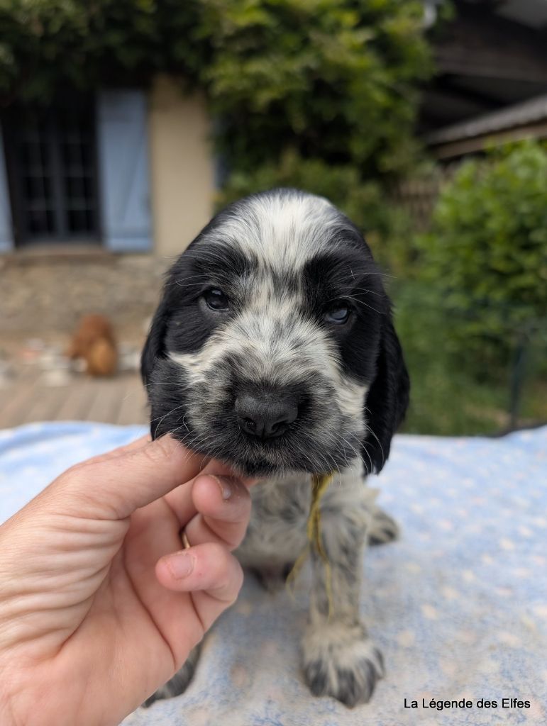 de la légende des elfes - Chiots disponibles - Cocker Spaniel Anglais