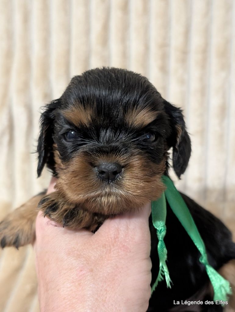 de la légende des elfes - Chiots disponibles - Cavalier King Charles Spaniel