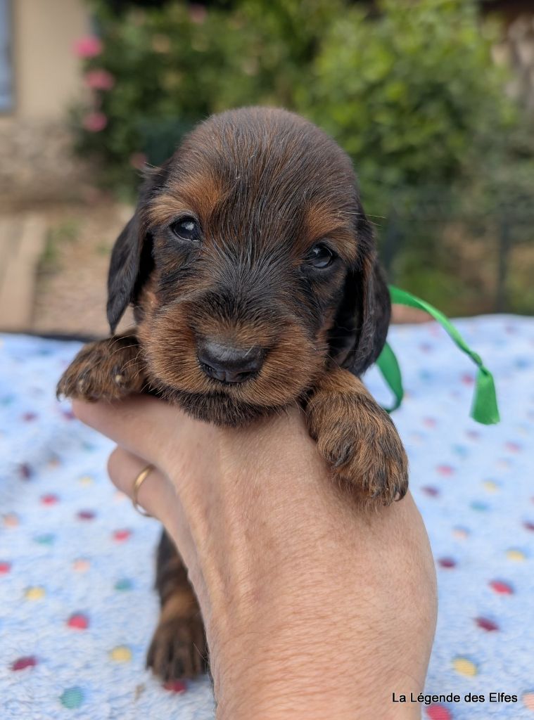 de la légende des elfes - Chiots disponibles - Teckel poil long