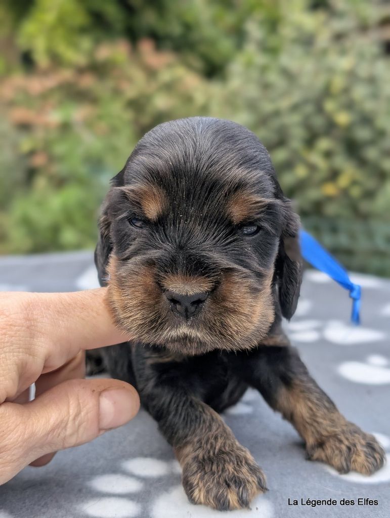 de la légende des elfes - Chiots disponibles - Cocker Spaniel Anglais