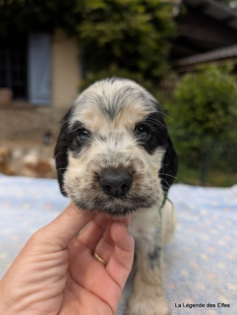 de la légende des elfes - Chiots disponibles - Cocker Spaniel Anglais