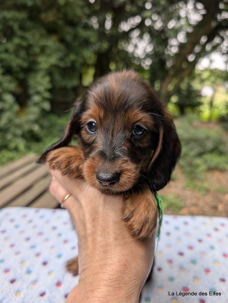de la légende des elfes - Chiots disponibles - Teckel poil long