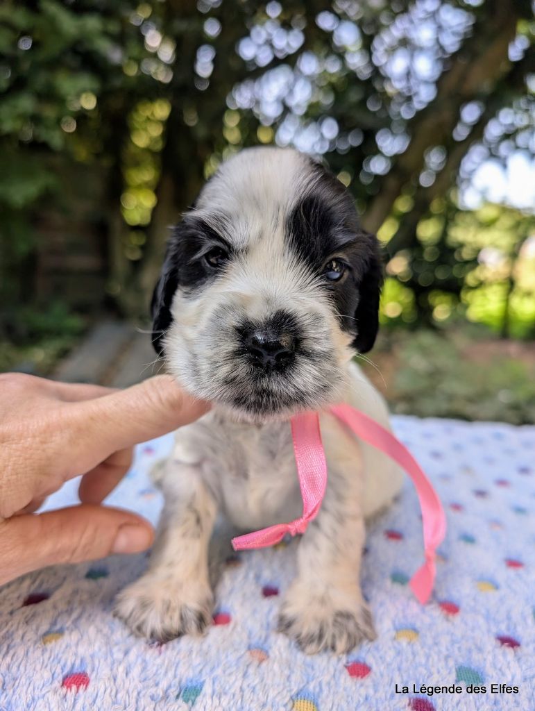de la légende des elfes - Chiots disponibles - Cocker Spaniel Anglais