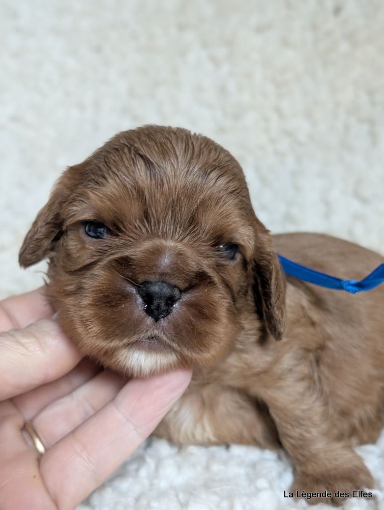 de la légende des elfes - Chiots disponibles - Cavalier King Charles Spaniel