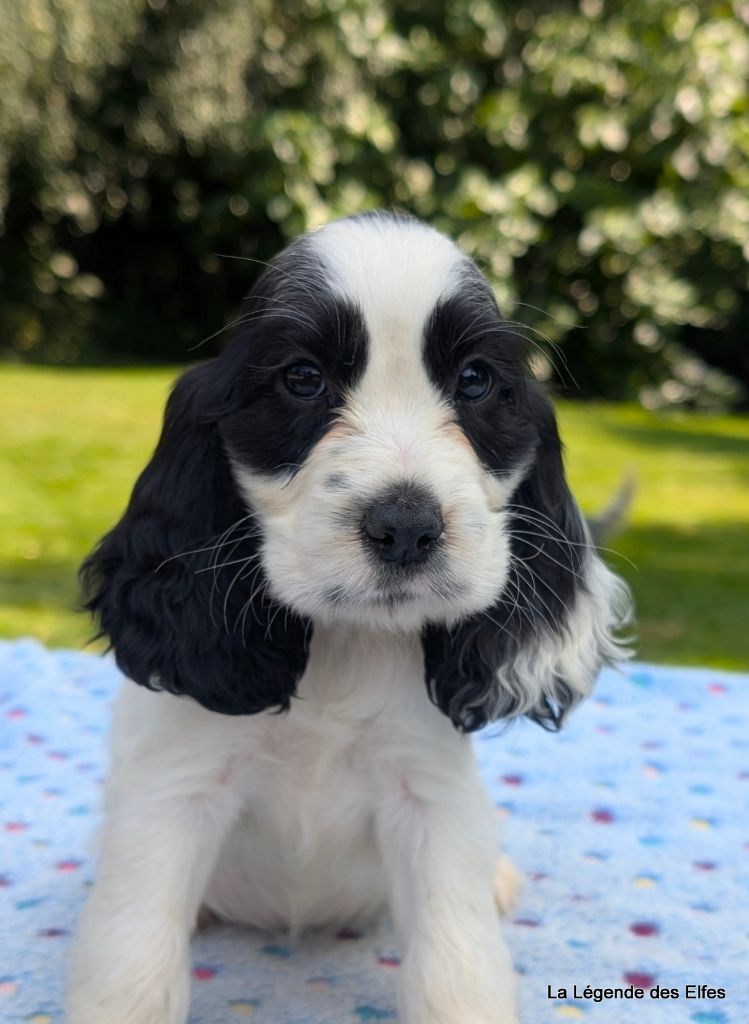 de la légende des elfes - Chiots disponibles - Cocker Spaniel Anglais