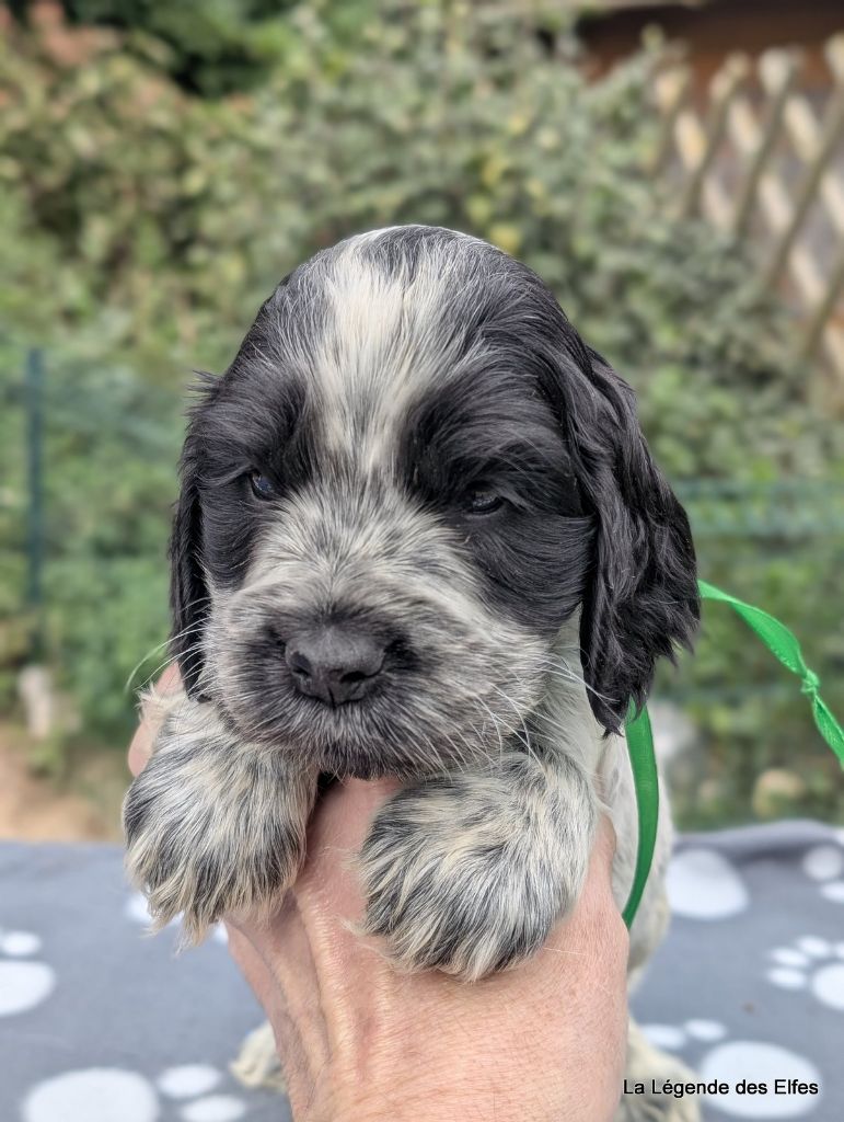 de la légende des elfes - Chiots disponibles - Cocker Spaniel Anglais