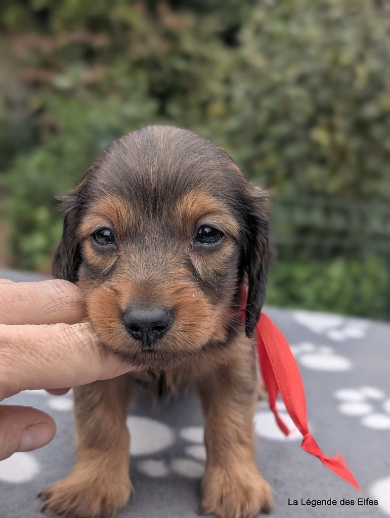 de la légende des elfes - Chiots disponibles - Teckel poil long
