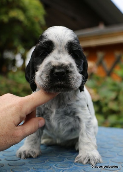 Chiot Cocker Spaniel Anglais de la légende des elfes