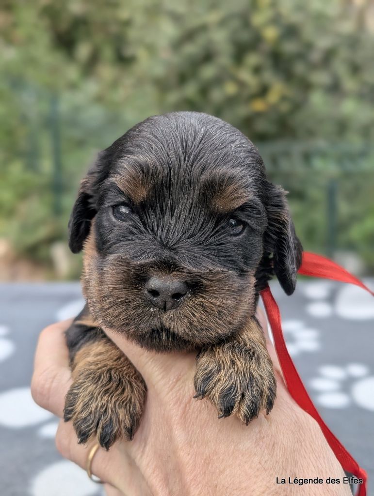de la légende des elfes - Chiots disponibles - Cocker Spaniel Anglais