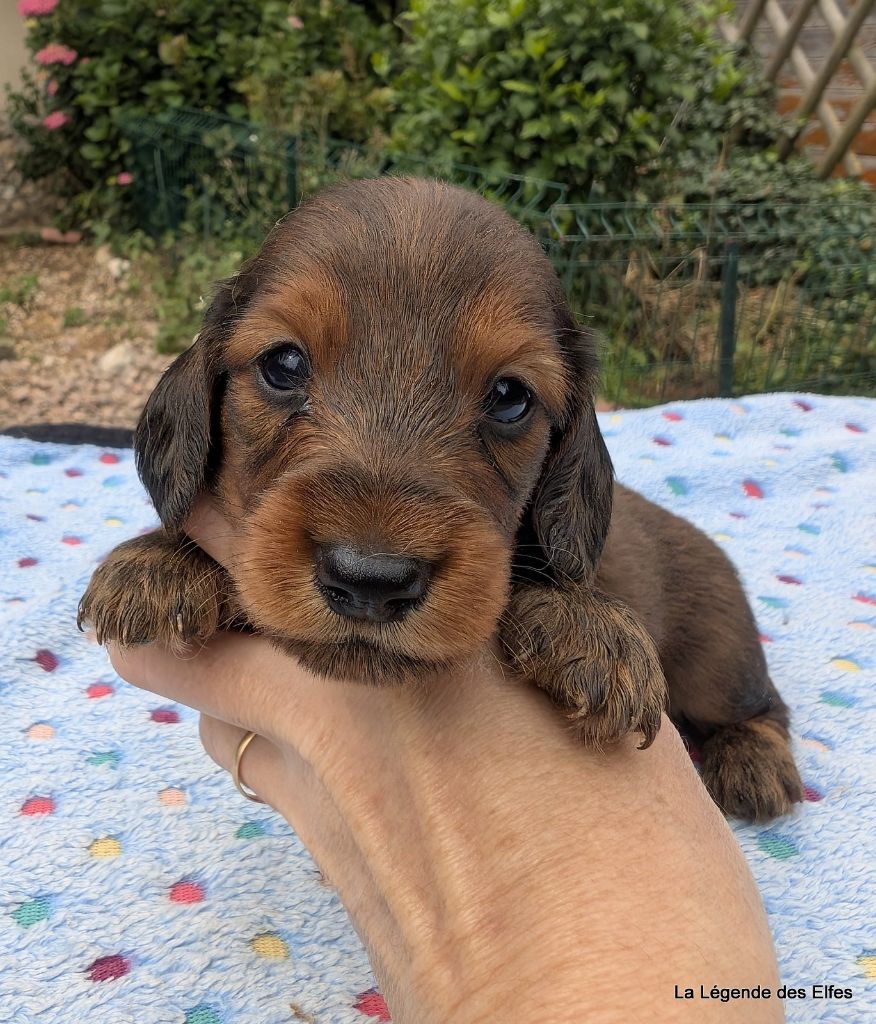 de la légende des elfes - Chiots disponibles - Teckel poil long