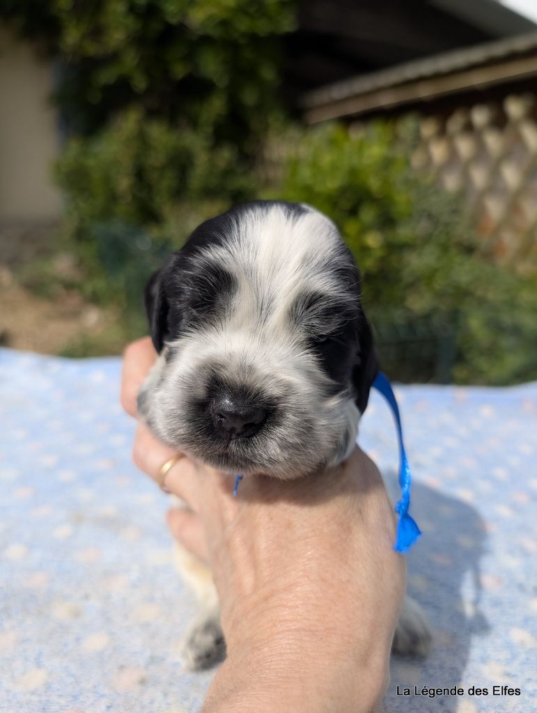 de la légende des elfes - Chiots disponibles - Cocker Spaniel Anglais