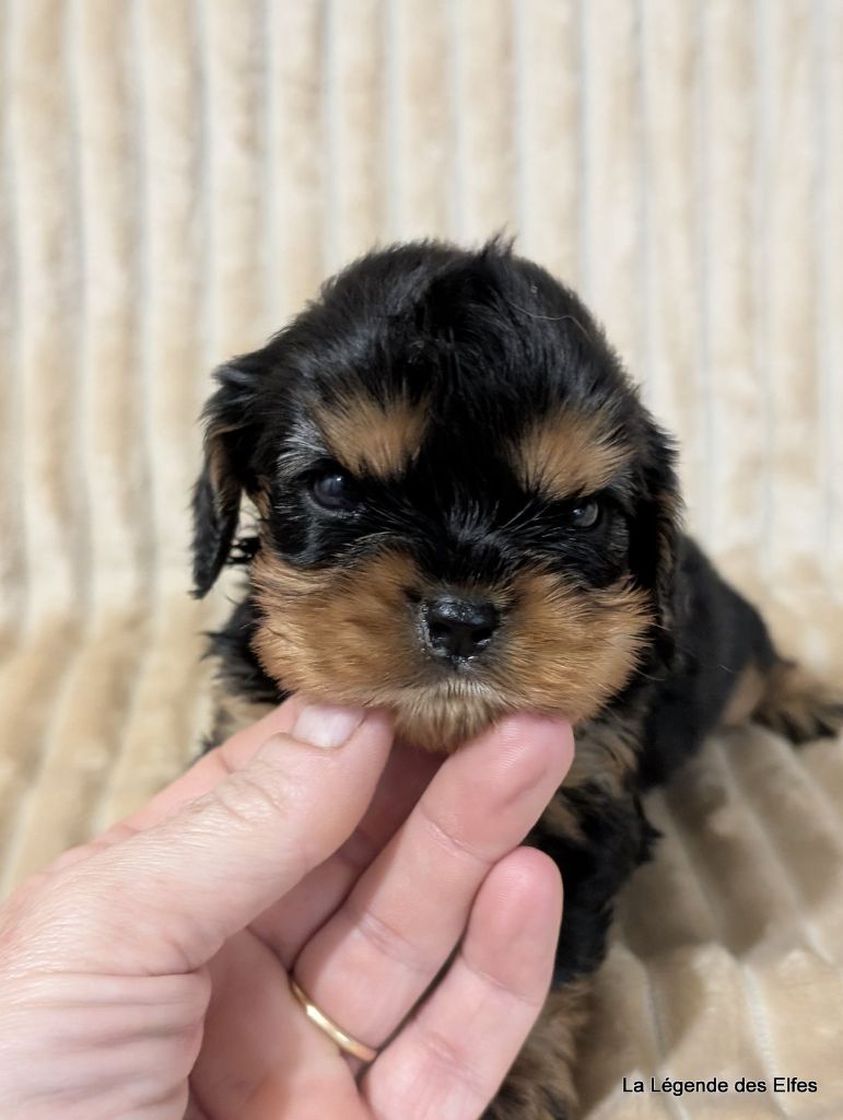 de la légende des elfes - Chiots disponibles - Cavalier King Charles Spaniel