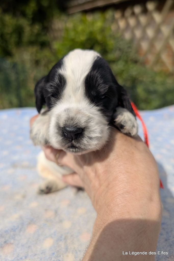 de la légende des elfes - Chiots disponibles - Cocker Spaniel Anglais